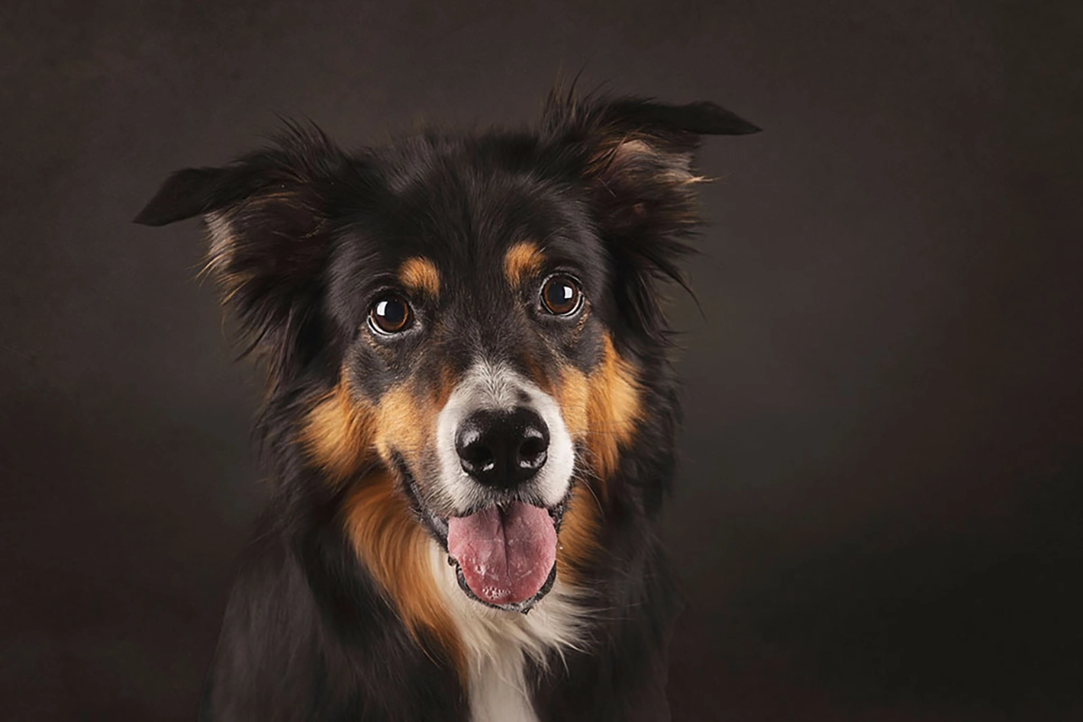 vrolijke border collie portret kijkend in de camera tijdens hondenshoot