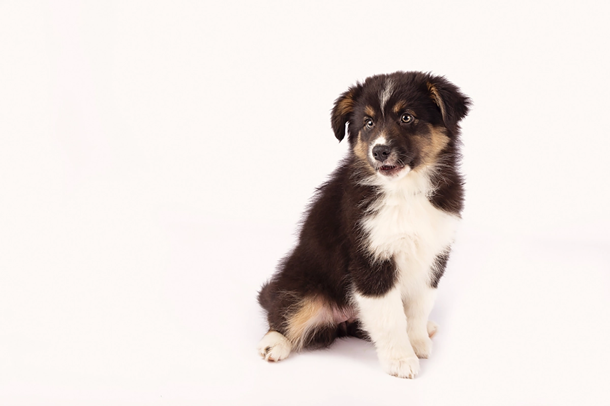 australian shepherd zittend tijdens fotoshoot in maassluis