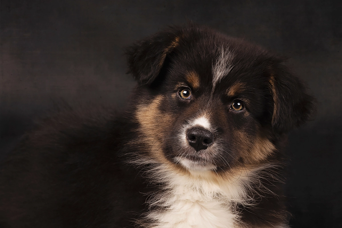 portret australian shepherd puppie hondenshoot maassluis