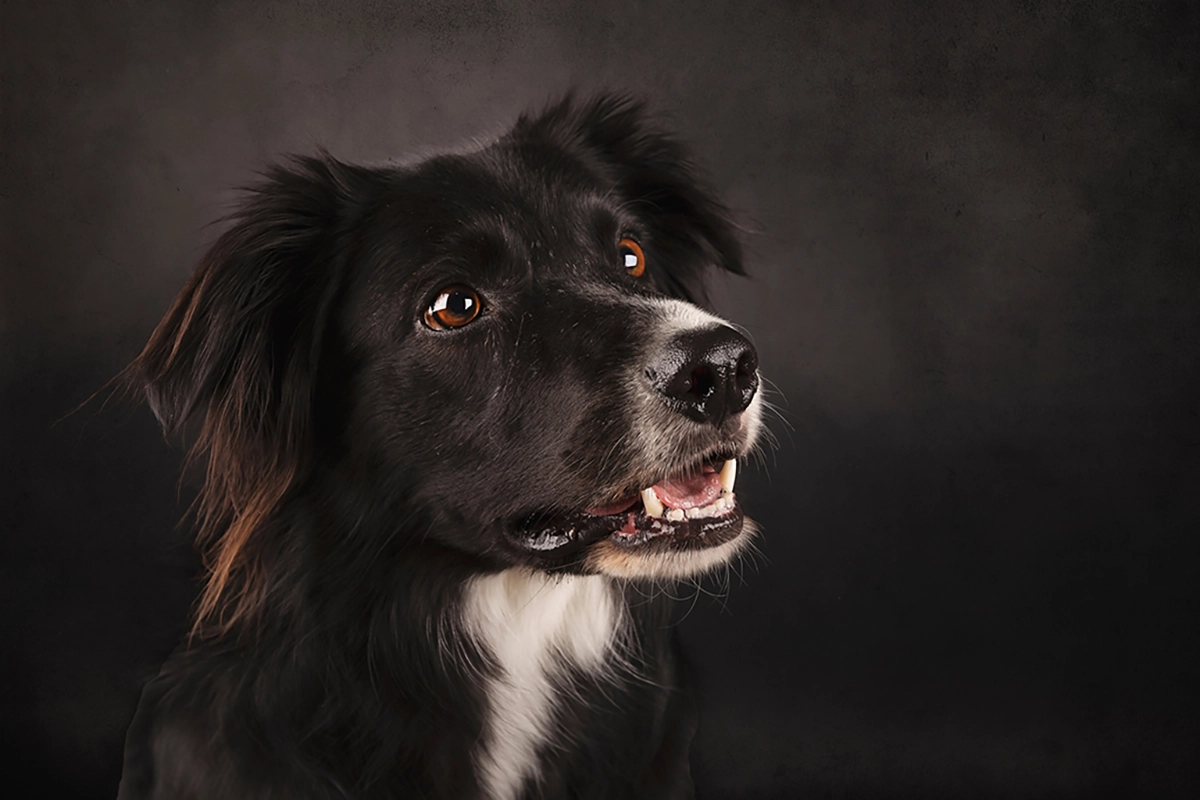 vrolijke border collie tijdens hondenshoot maasluis